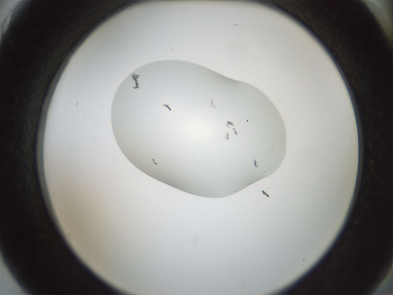 folderID251_plateID3251_batchID19776_wellNum75_profileID1_d2_r286296_ef.jpg