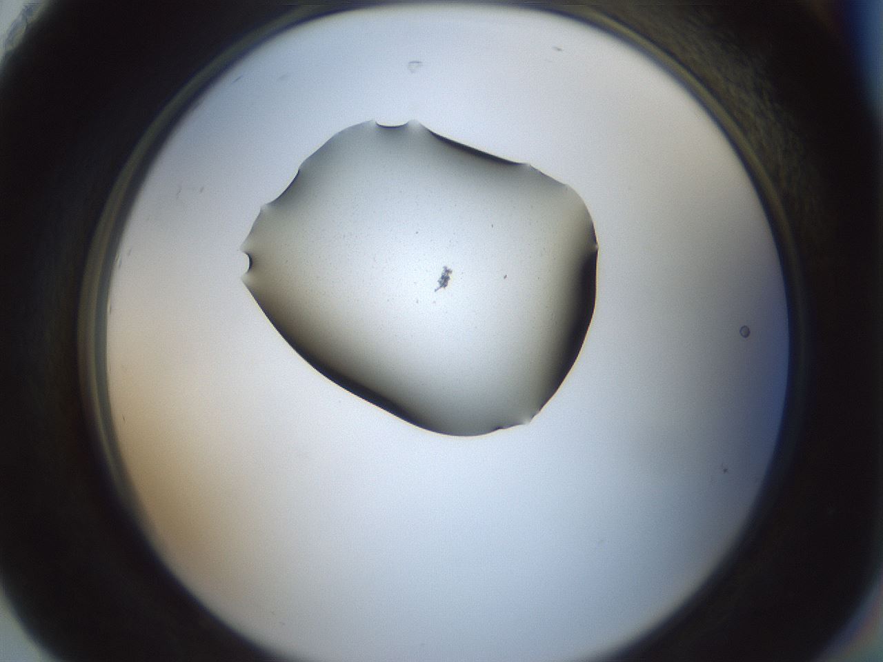 folderID251_plateID3251_batchID20100_wellNum92_profileID1_d2_r286330_ef.jpg