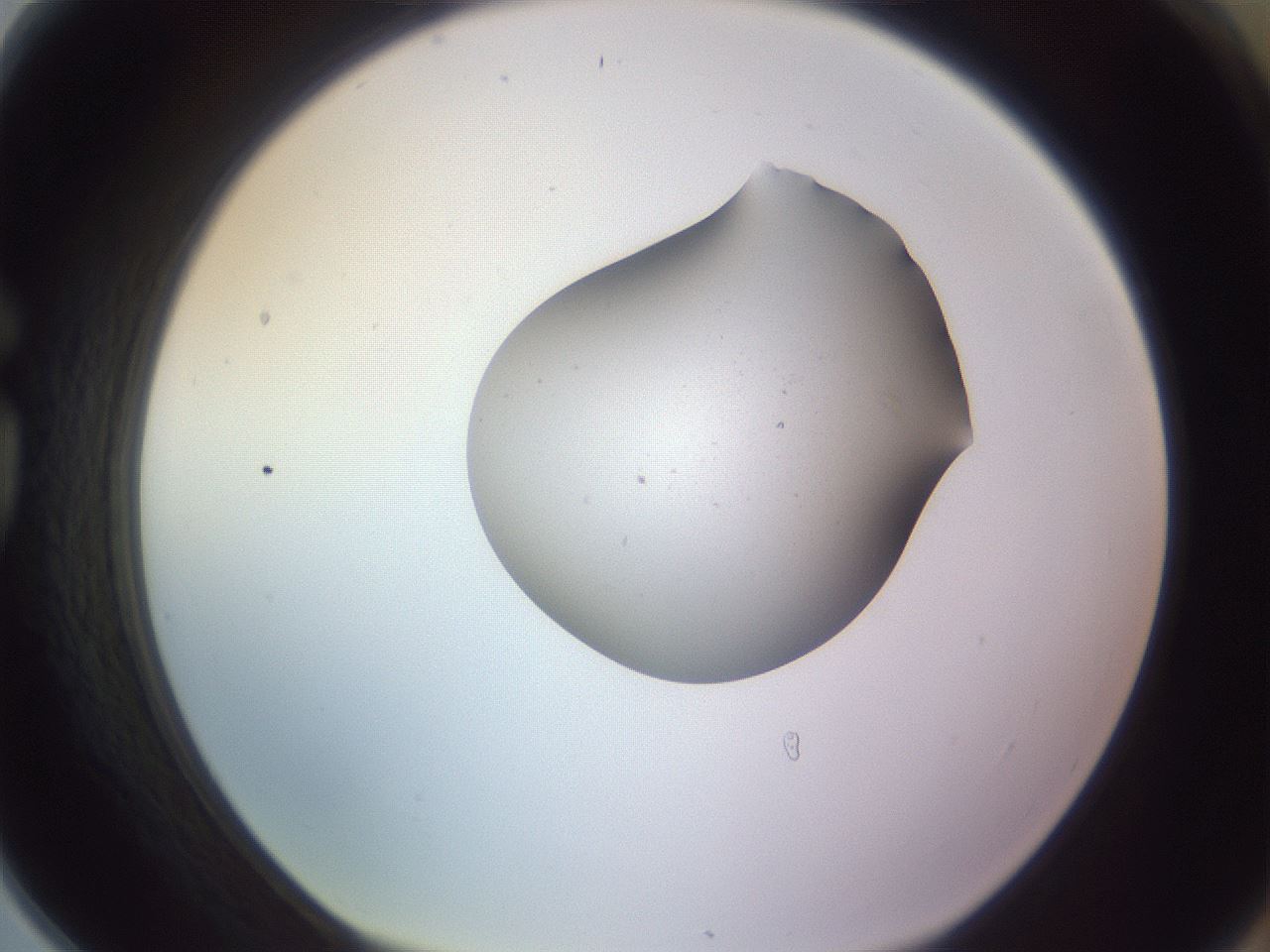 folderID253_plateID3253_batchID18366_wellNum78_profileID1_d1_r286109_ef.jpg