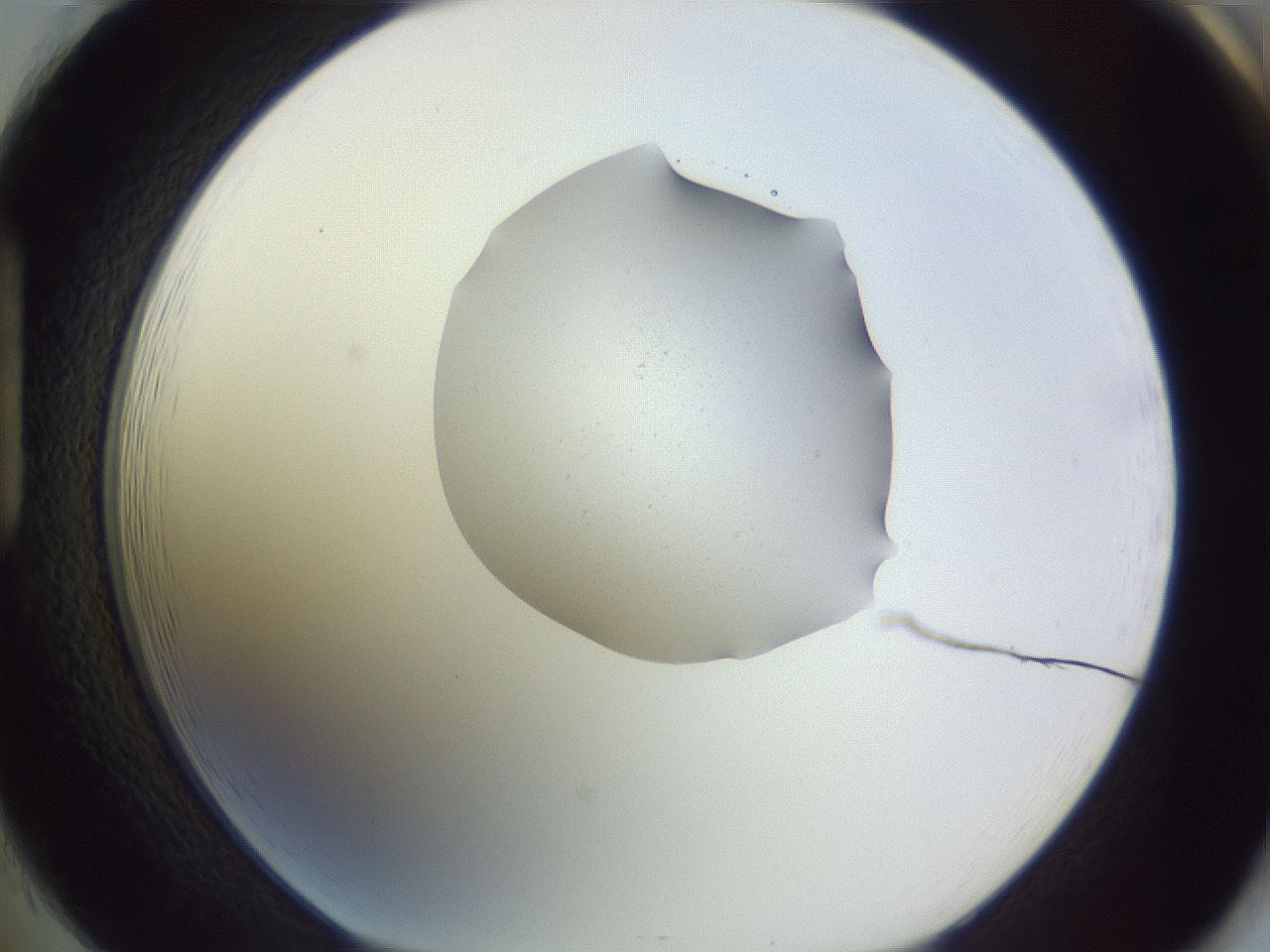 folderID253_plateID3253_batchID18412_wellNum85_profileID1_d1_r286123_ef.jpg