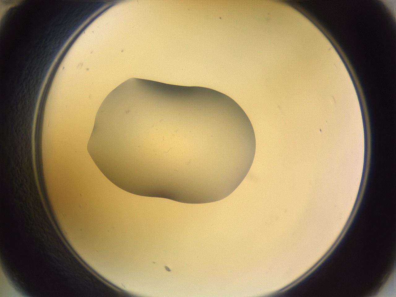 folderID253_plateID3253_batchID18244_wellNum35_profileID1_d2_r286024_ef.jpg