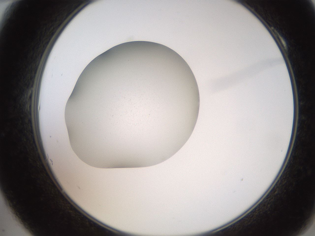 folderID257_plateID2257_batchID10535_wellNum10_profileID1_d2_r156629_ef.jpg
