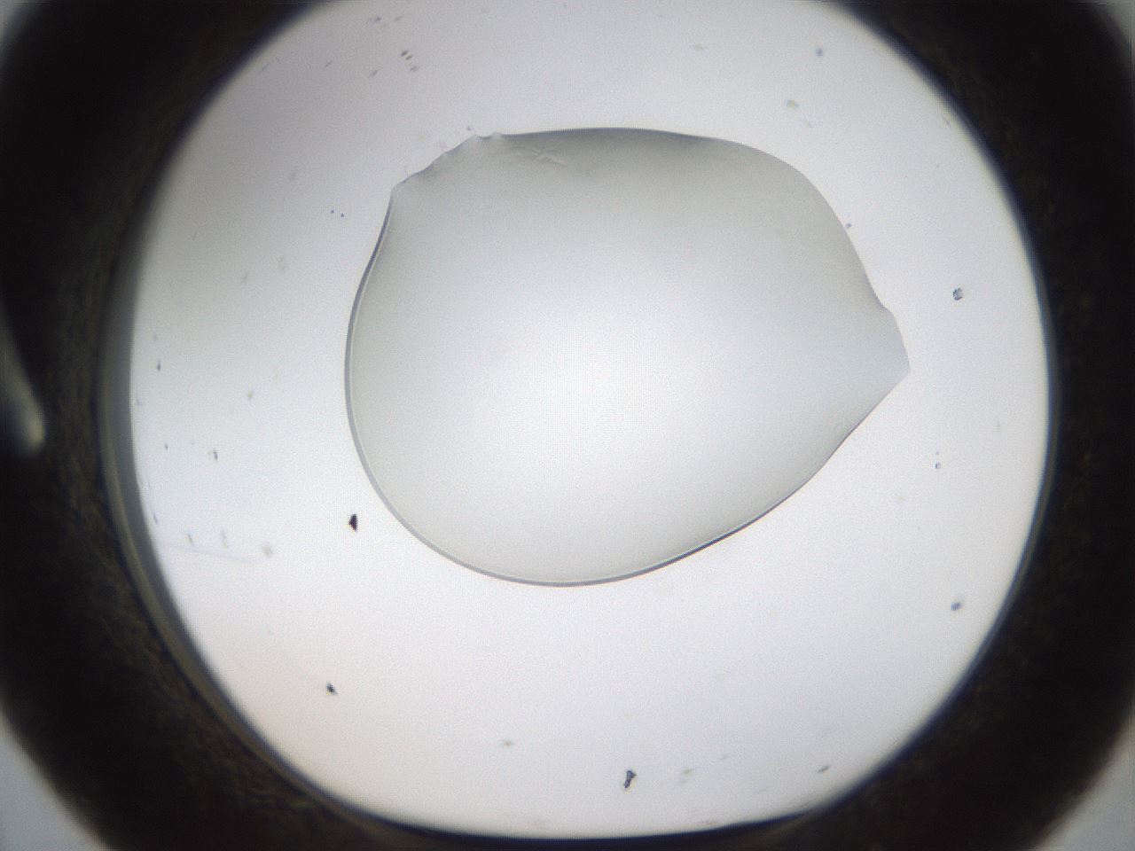 folderID260_plateID1260_batchID4346_wellNum8_profileID1_d1_r72863_ef.jpg