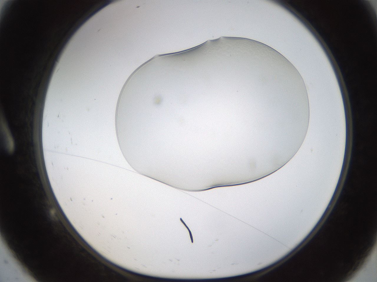 folderID260_plateID1260_batchID3821_wellNum9_profileID1_d1_r72864_ef.jpg