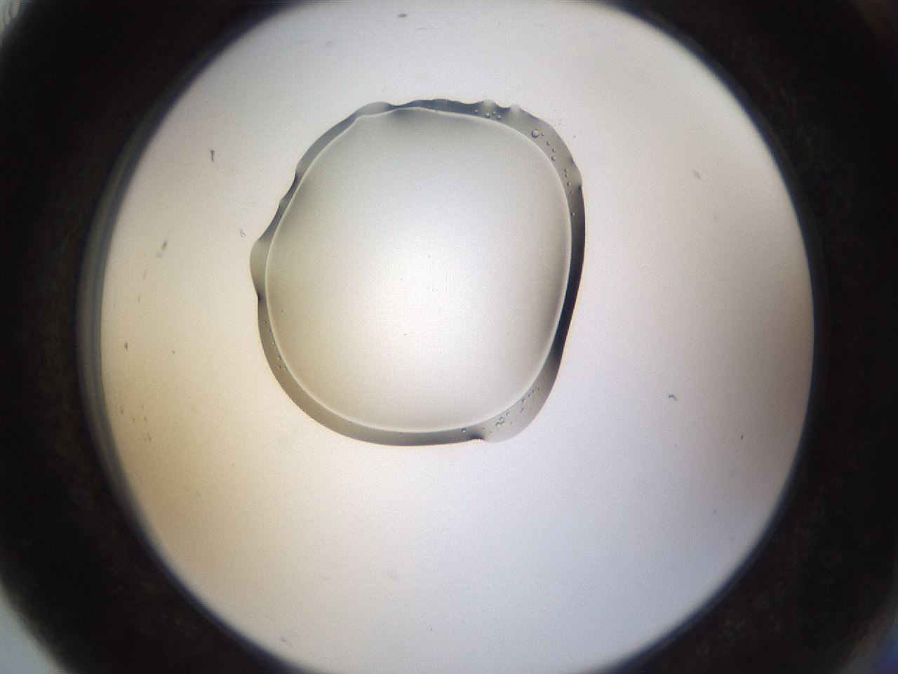 folderID263_plateID3263_batchID18863_wellNum91_profileID1_d2_r287390_ef.jpg