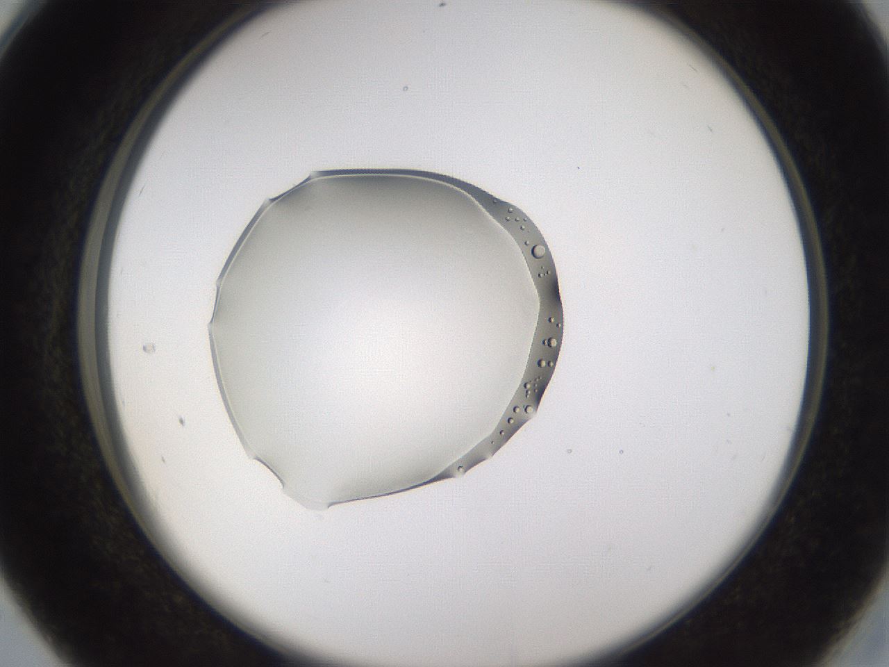 folderID263_plateID3263_batchID19289_wellNum28_profileID1_d2_r287174_ef.jpg