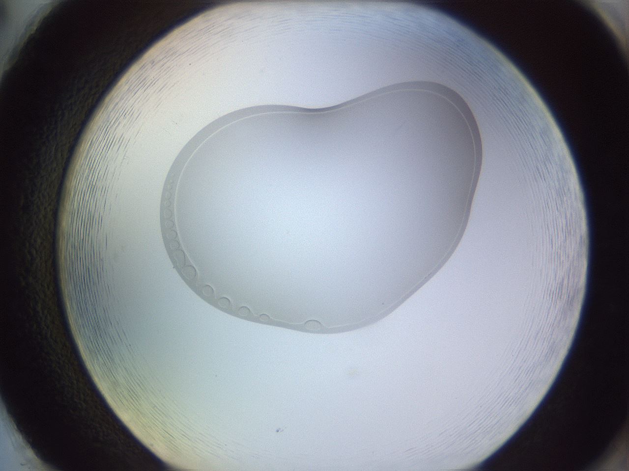 folderID264_plateID3264_batchID18556_wellNum86_profileID1_d2_r287482_ef.jpg