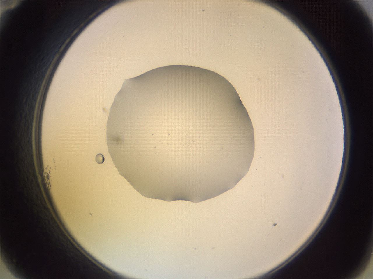 folderID264_plateID3264_batchID18789_wellNum11_profileID1_d2_r287253_ef.jpg