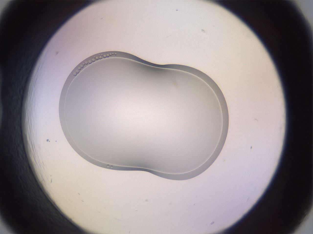 folderID264_plateID3264_batchID18864_wellNum18_profileID1_d1_r287280_ef.jpg
