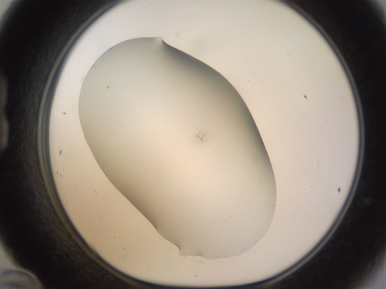folderID265_plateID3265_batchID19552_wellNum24_profileID1_d1_r287741_ef.jpg
