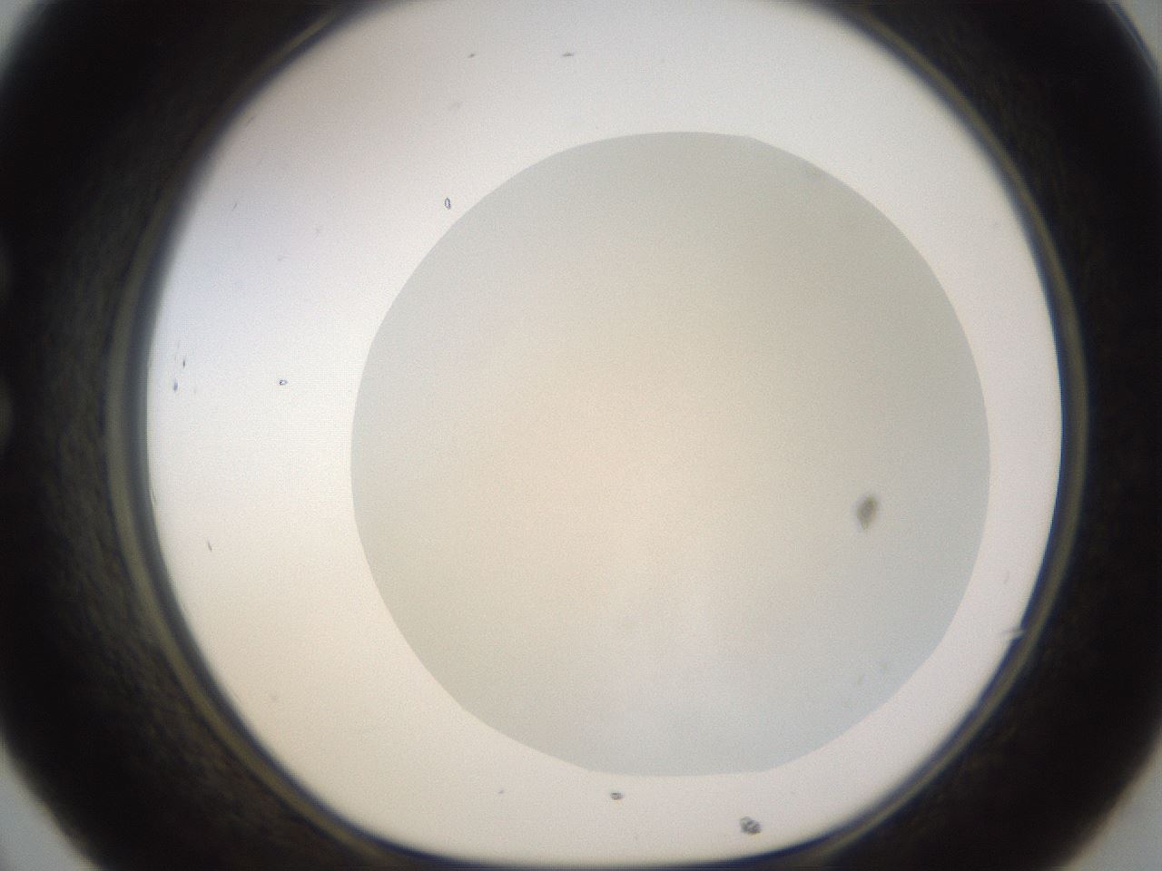 folderID265_plateID3265_batchID19552_wellNum32_profileID1_d1_r287757_ef.jpg