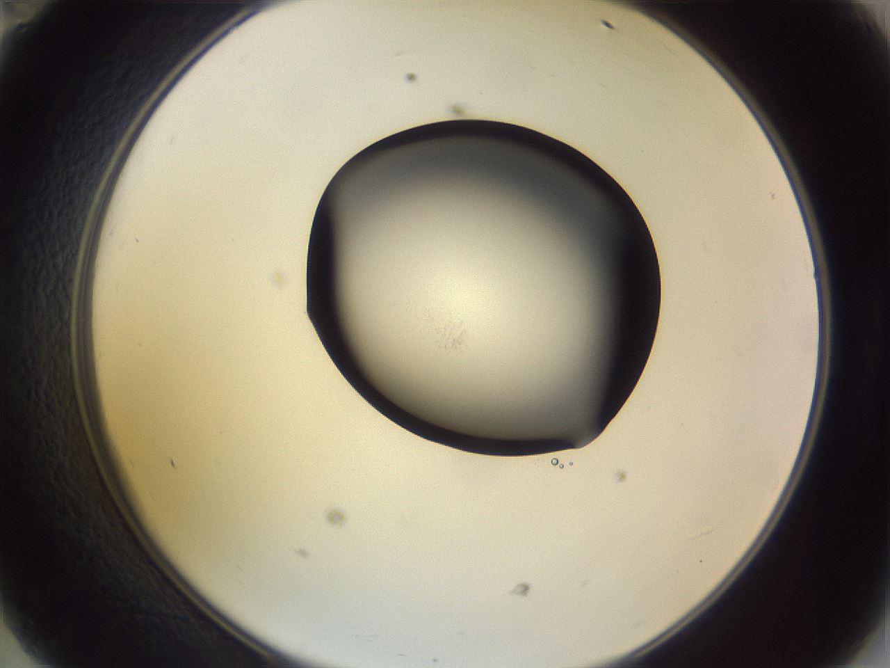 folderID266_plateID3266_batchID18866_wellNum47_profileID1_d2_r287596_ef.jpg