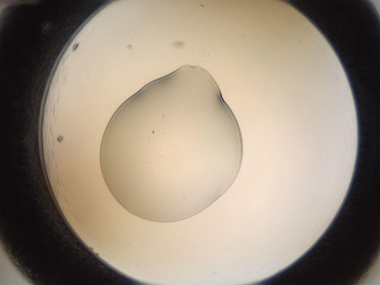 folderID267_plateID3267_batchID18596_wellNum12_profileID1_d2_r286758_ef.jpg