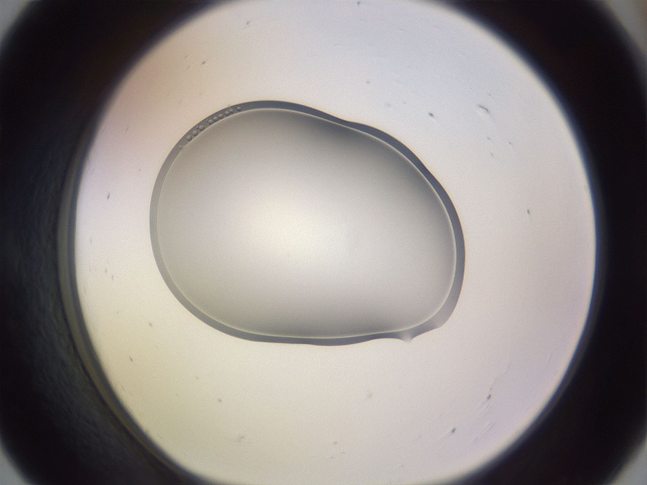 folderID268_plateID3268_batchID18862_wellNum55_profileID1_d1_r287035_ef.jpg