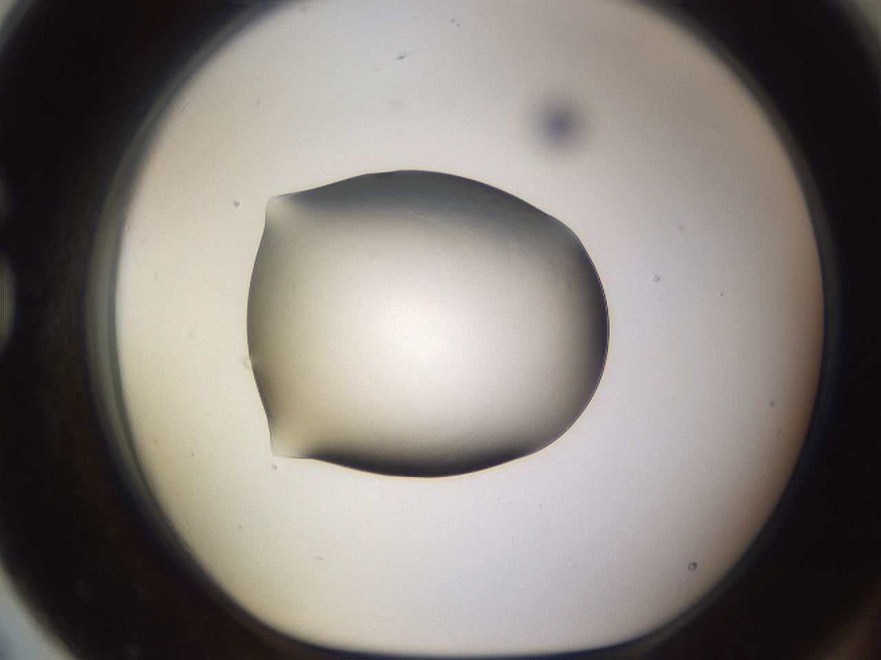 folderID26_plateID3026_batchID16603_wellNum79_profileID1_d1_r253893_ef.jpg
