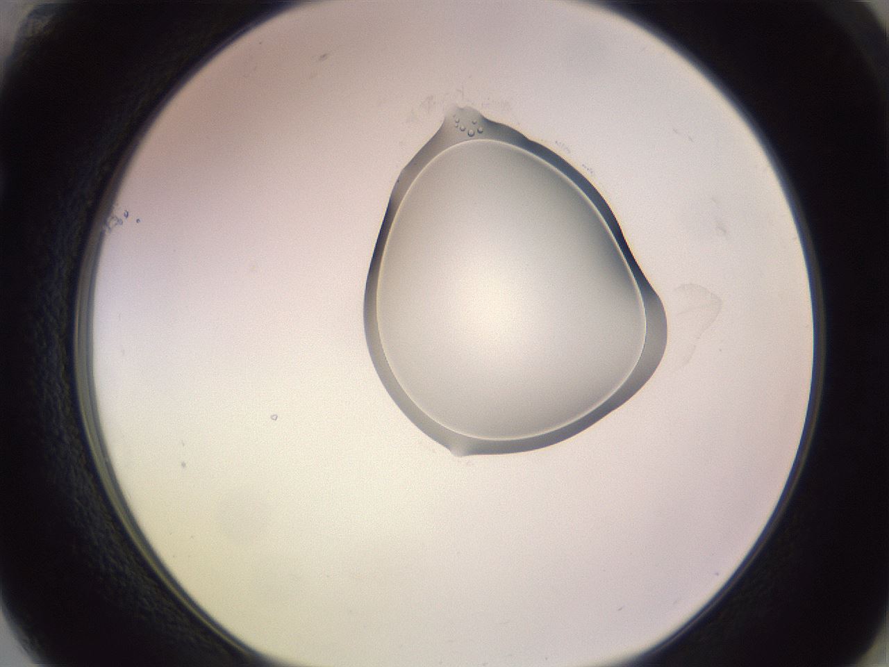 folderID276_plateID1276_batchID4631_wellNum61_profileID1_d1_r73072_ef.jpg