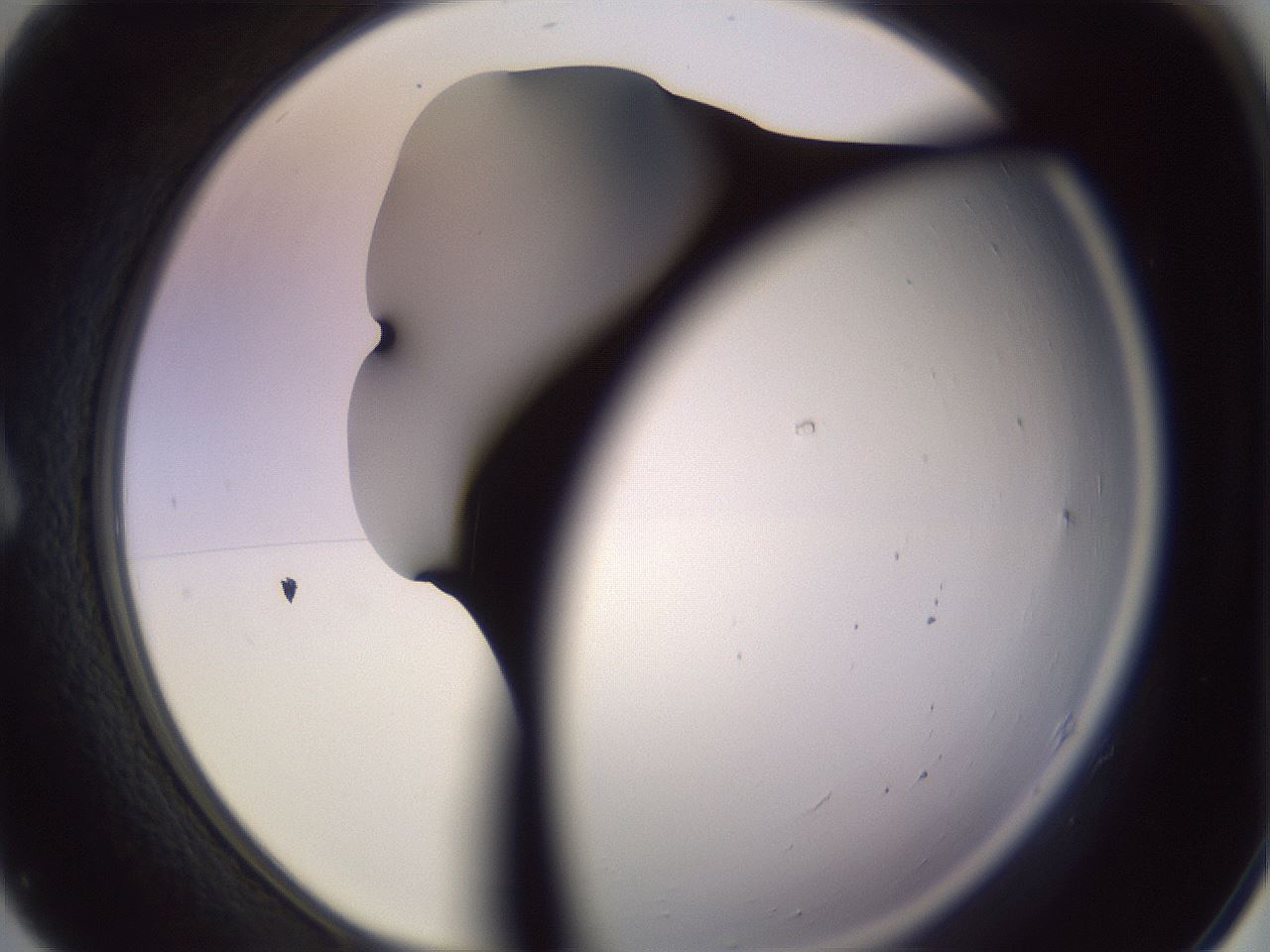 folderID276_plateID1276_batchID4631_wellNum7_profileID1_d1_r72964_ef.jpg