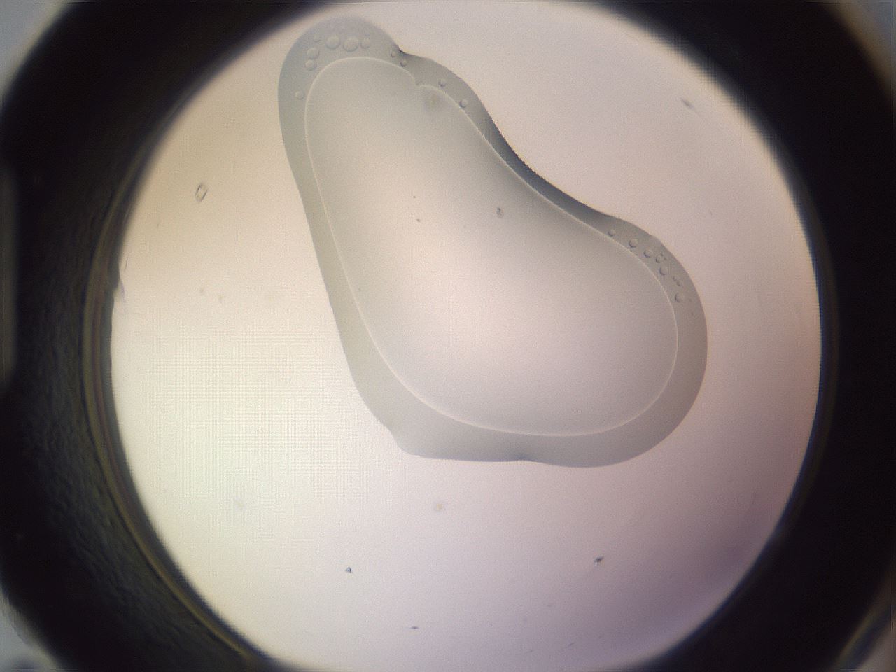 folderID277_plateID1277_batchID3937_wellNum95_profileID1_d1_r73716_ef.jpg