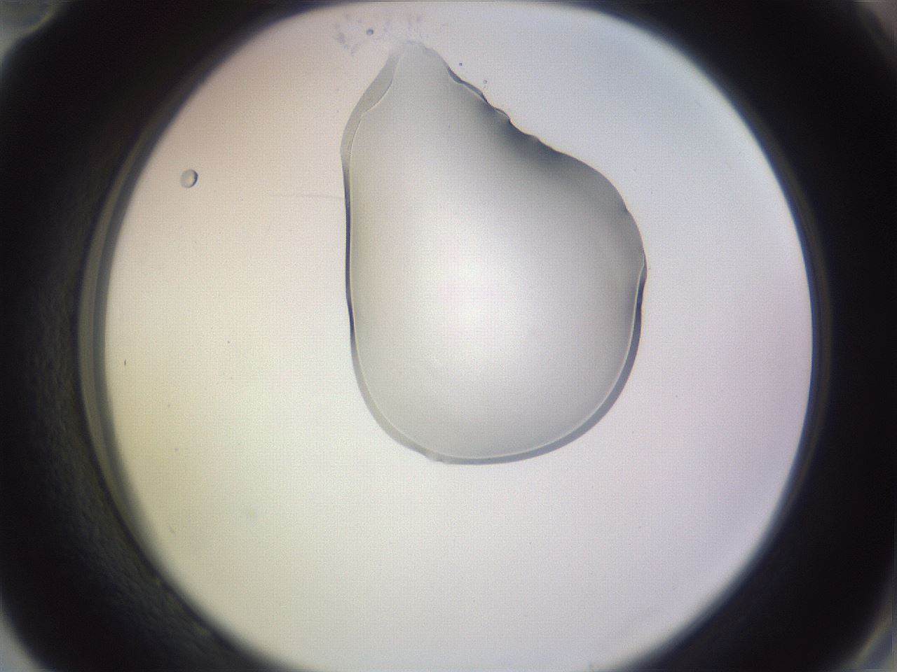 folderID279_plateID1279_batchID3891_wellNum82_profileID1_d2_r75035_ef.jpg