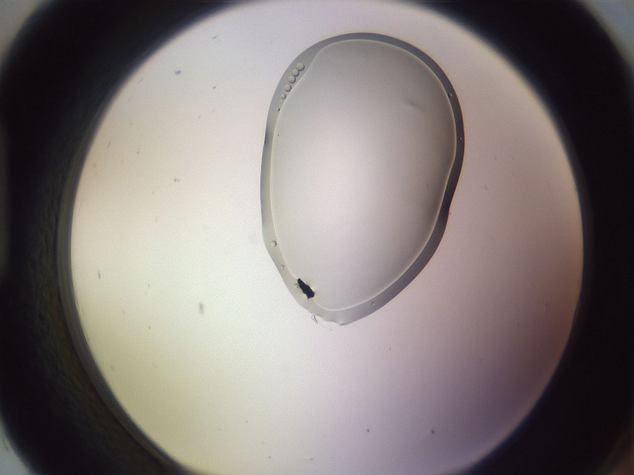 folderID279_plateID1279_batchID3891_wellNum93_profileID1_d1_r75056_ef.jpg