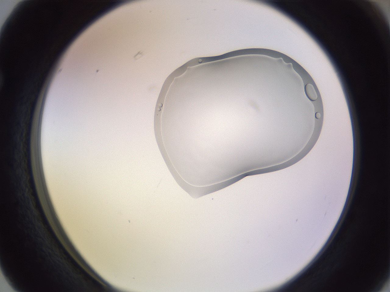 folderID279_plateID1279_batchID4065_wellNum63_profileID1_d1_r74996_ef.jpg
