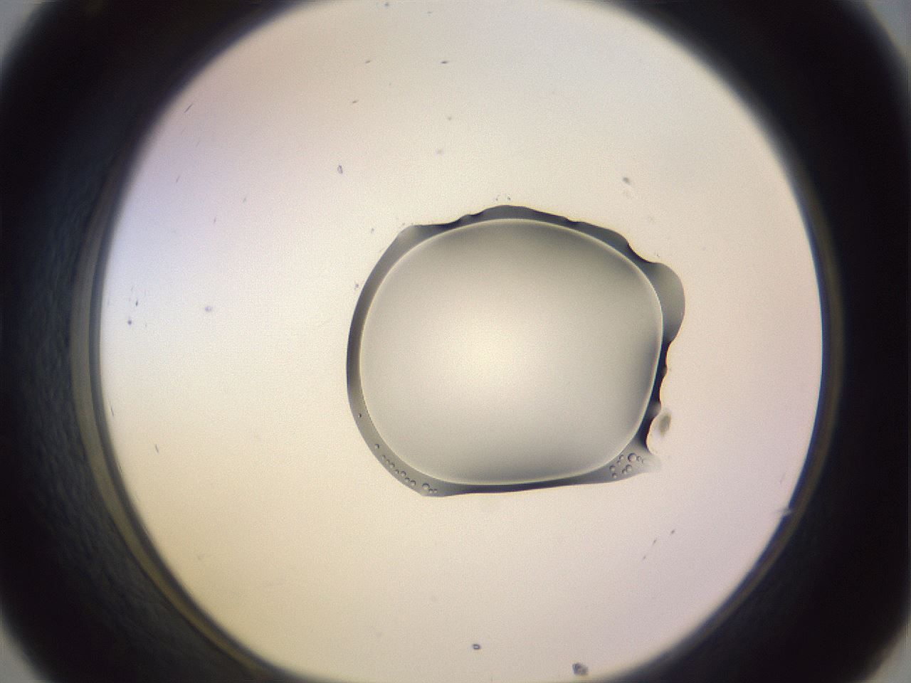 folderID279_plateID1279_batchID4883_wellNum32_profileID1_d1_r74934_ef.jpg