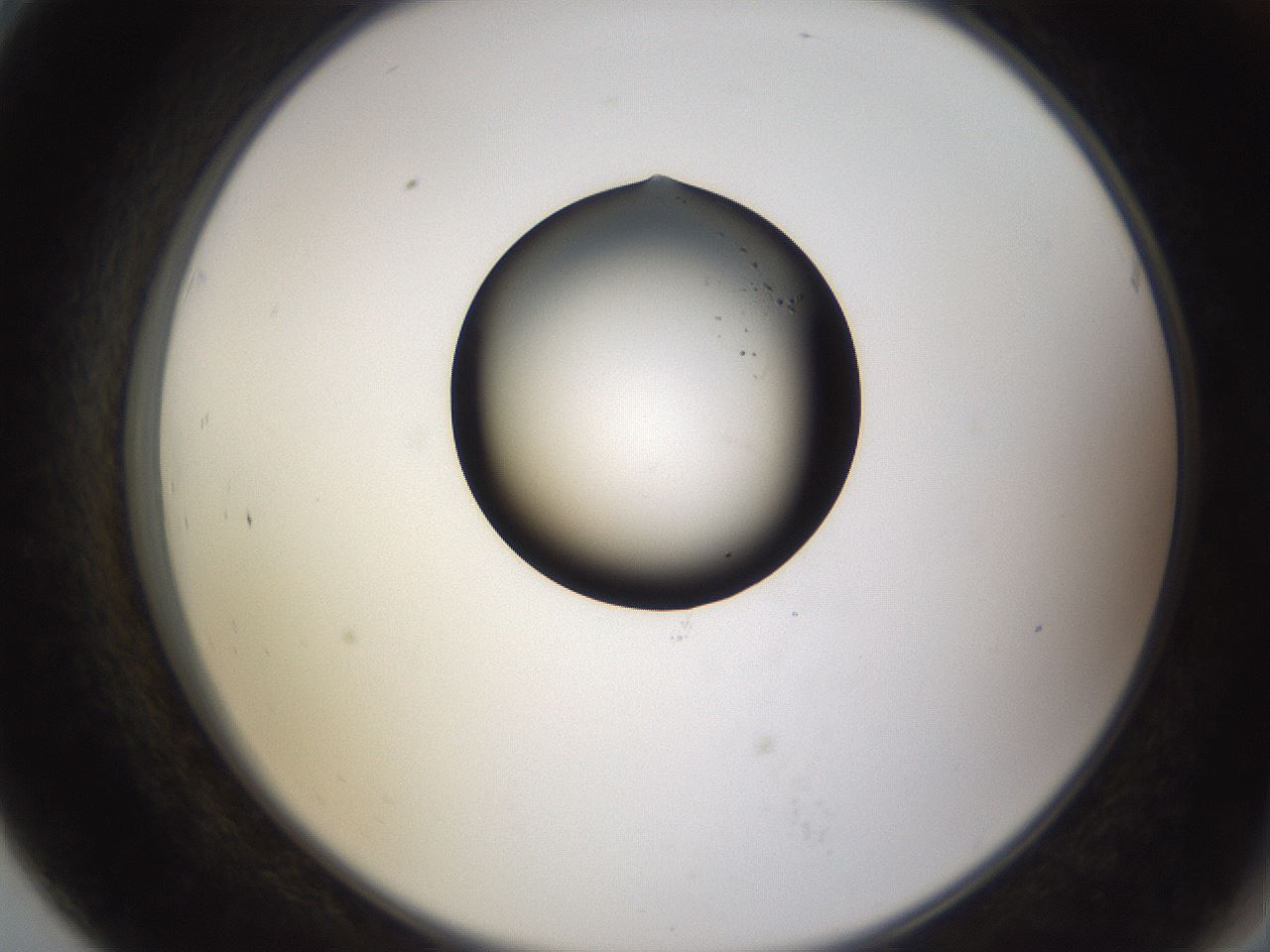 folderID27_plateID3027_batchID19000_wellNum79_profileID1_d2_r254086_ef.jpg