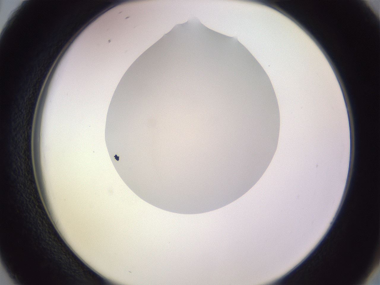 folderID280_plateID1280_batchID4145_wellNum38_profileID1_d2_r75331_ef.jpg
