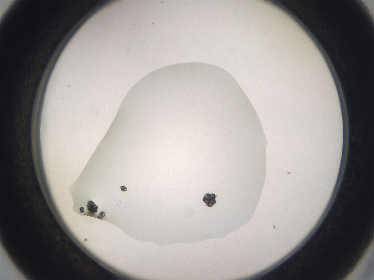 folderID280_plateID3280_batchID19375_wellNum40_profileID1_d2_r289412_ef.jpg