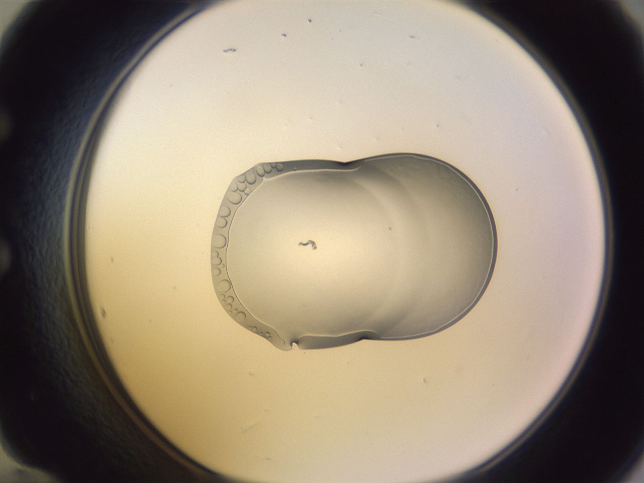 folderID281_plateID1281_batchID3896_wellNum60_profileID1_d1_r75950_ef.jpg