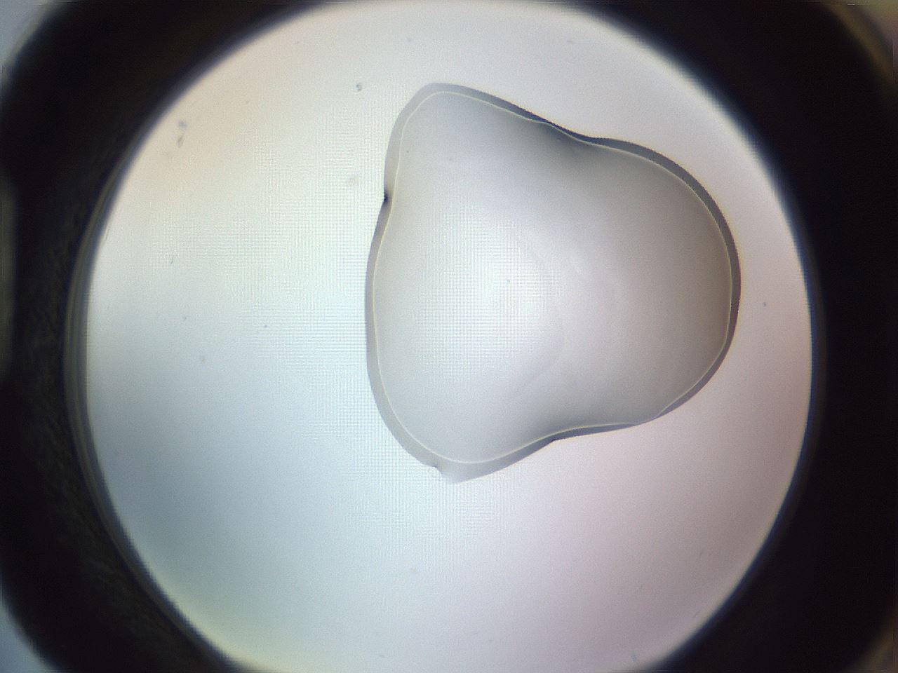 folderID281_plateID1281_batchID4888_wellNum88_profileID1_d1_r76006_ef.jpg