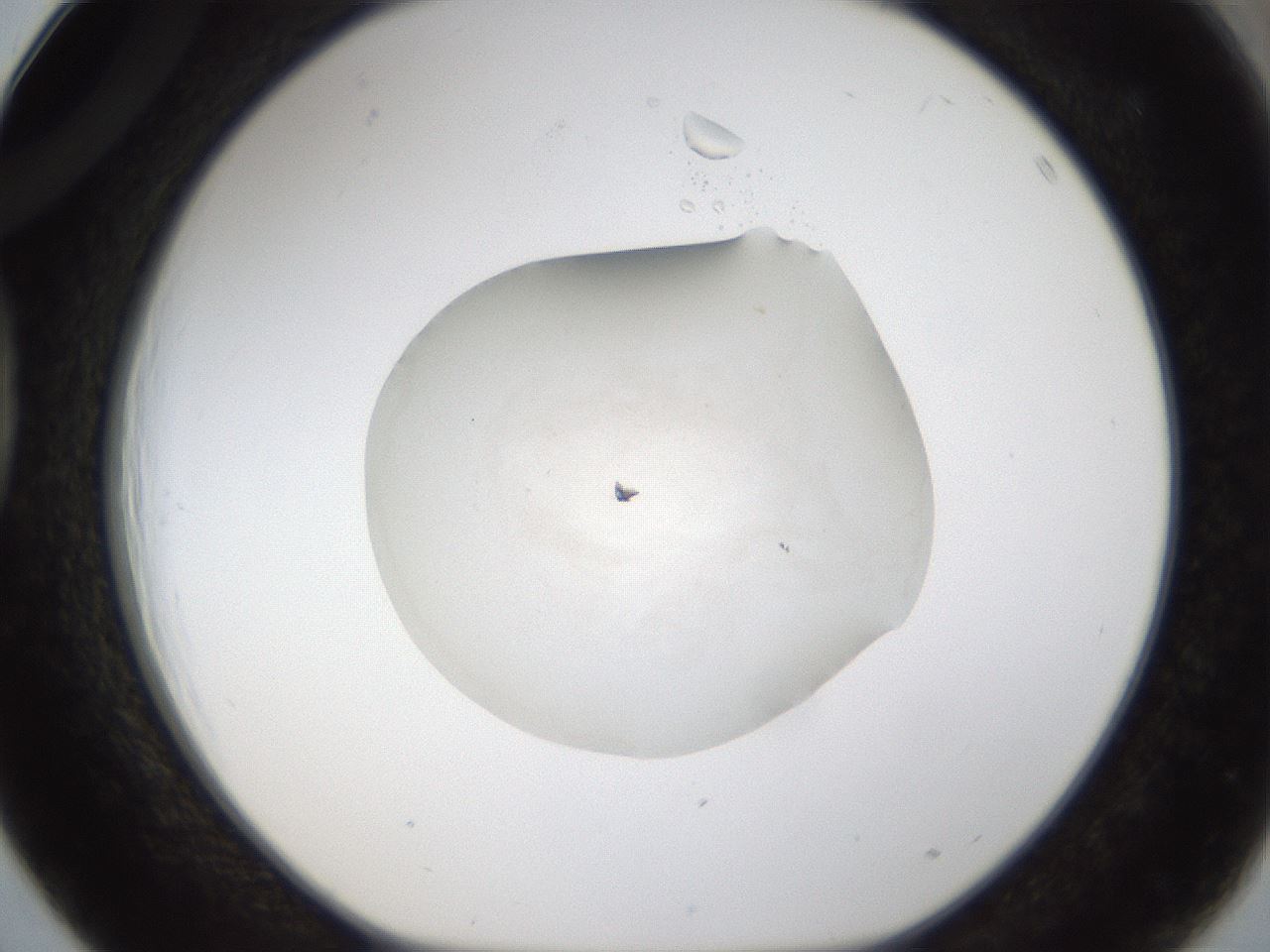 folderID287_plateID1287_batchID4668_wellNum39_profileID1_d1_r77214_ef.jpg