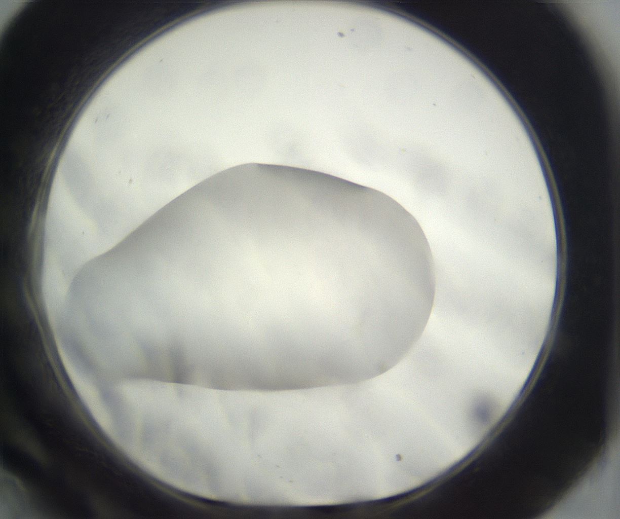 folderID287_plateID3287_batchID20044_wellNum34_profileID1_d1_r289909_ef.jpg