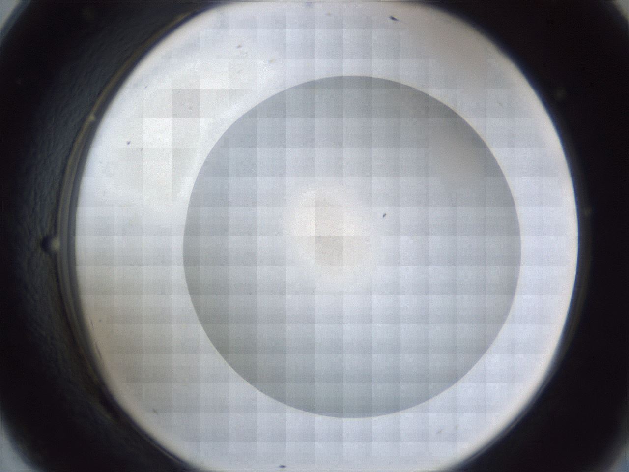 folderID28_plateID1028_batchID1917_wellNum69_profileID1_d2_r44077_ef.jpg