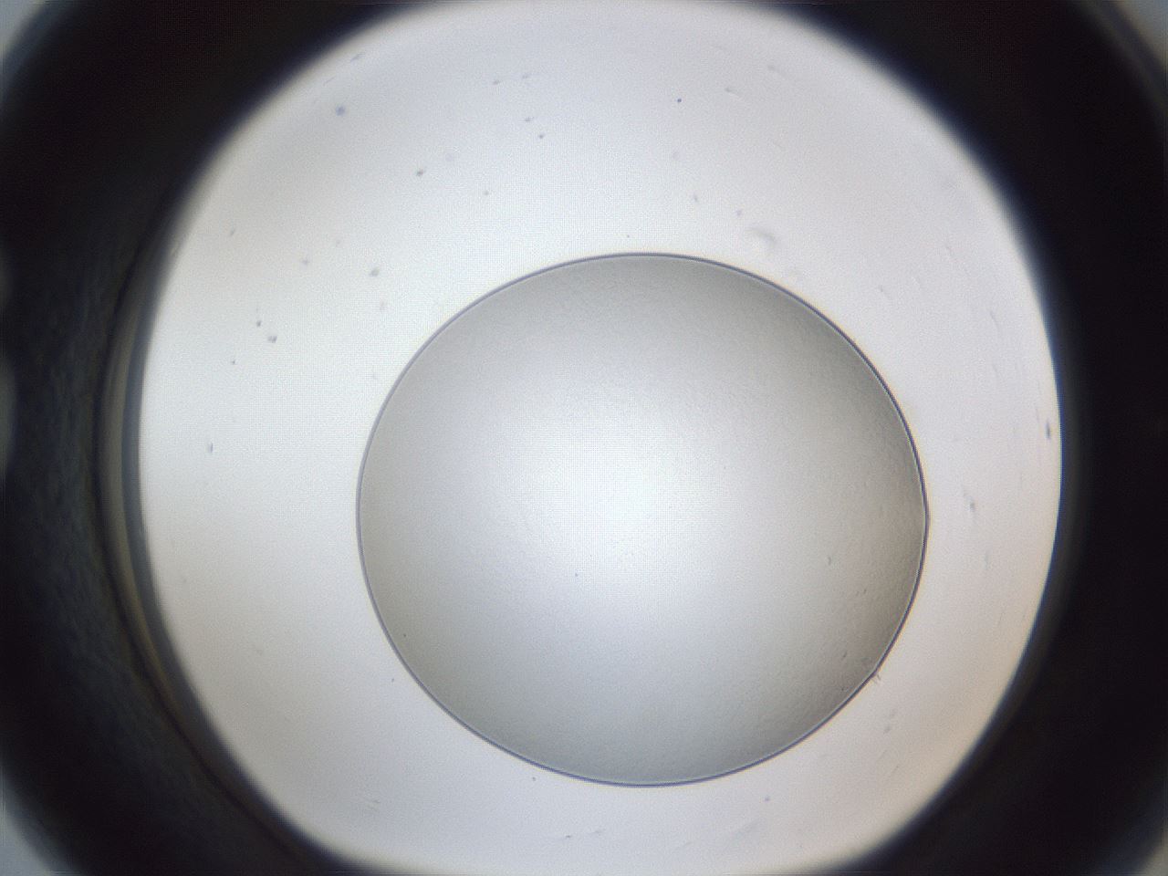 folderID28_plateID1028_batchID2091_wellNum80_profileID1_d1_r44098_ef.jpg