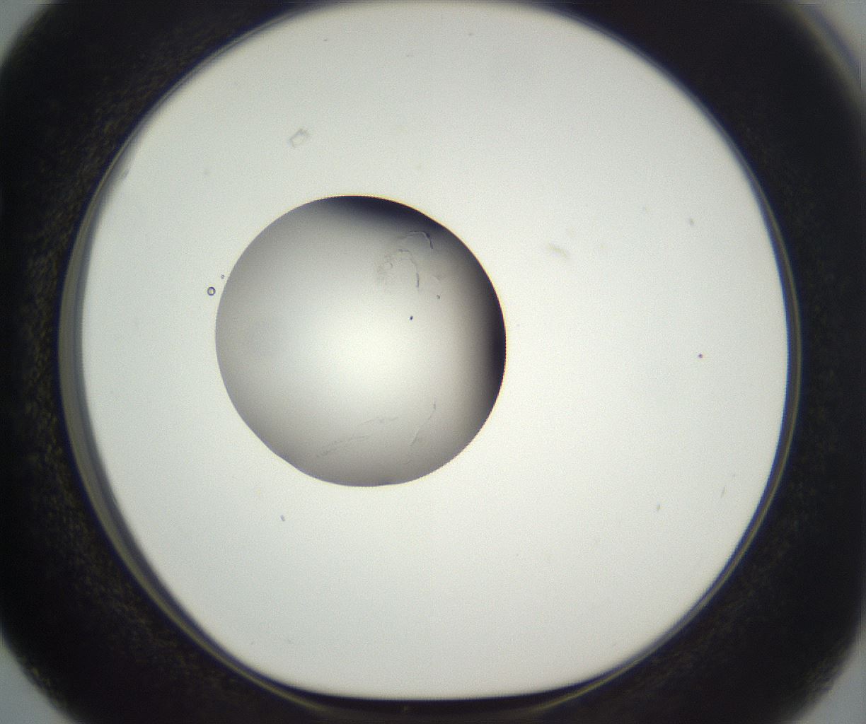 folderID292_plateID3292_batchID19720_wellNum63_profileID1_d1_r290226_ef.jpg