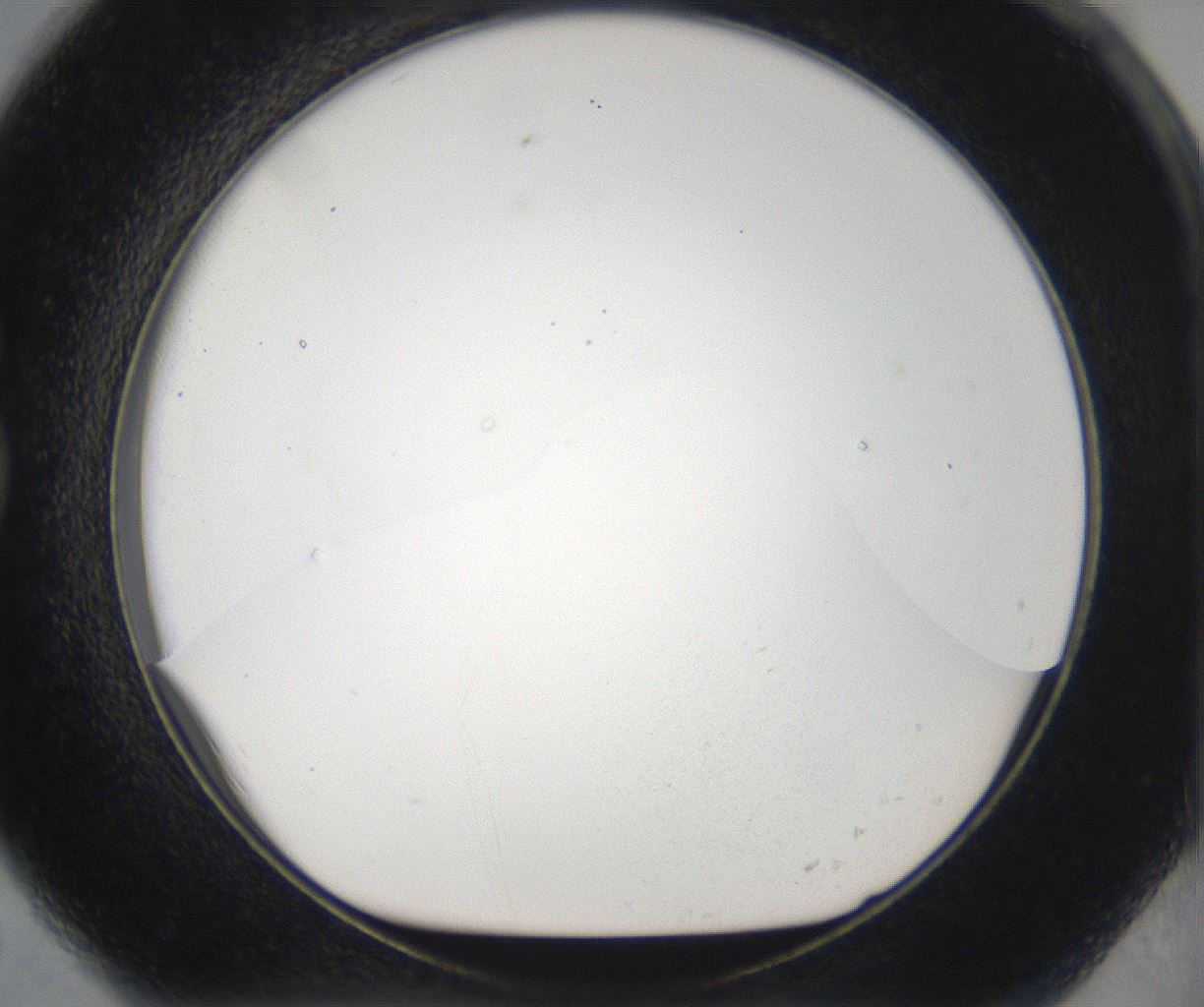 folderID29_plateID2029_batchID8855_wellNum79_profileID1_d1_r136412_ef.jpg
