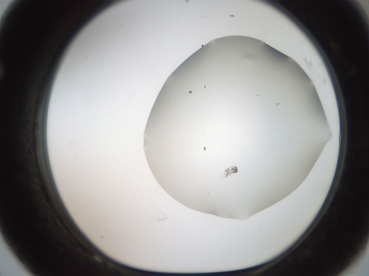 folderID307_plateID2307_batchID10700_wellNum68_profileID1_d1_r162842_ef.jpg