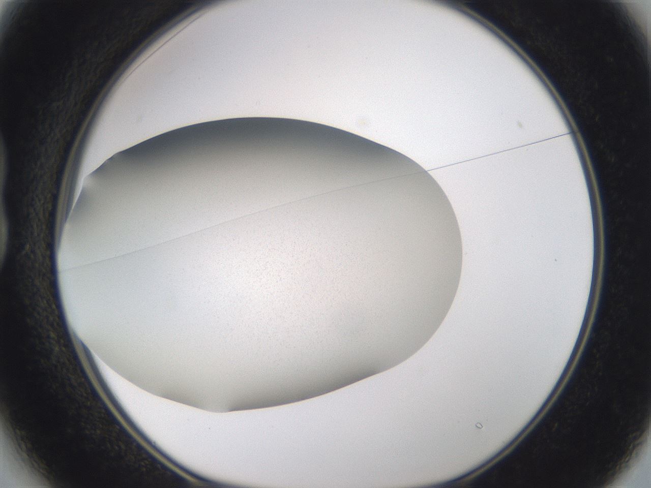 folderID309_plateID3309_batchID19756_wellNum13_profileID1_d1_r291270_ef.jpg