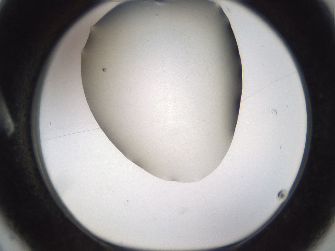 folderID309_plateID3309_batchID19756_wellNum6_profileID1_d1_r291256_ef.jpg