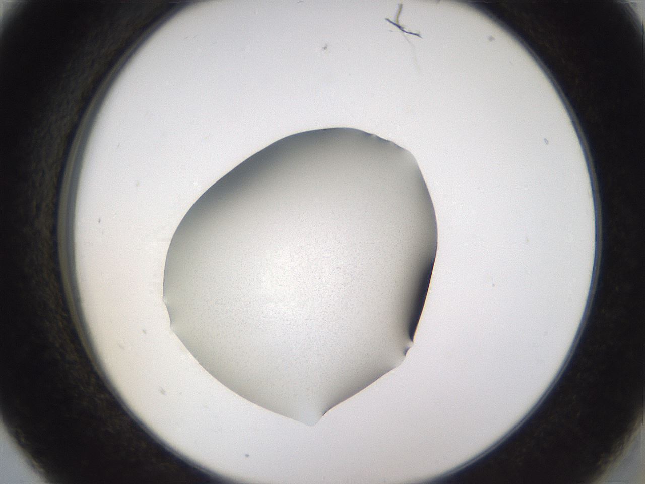 folderID309_plateID3309_batchID19756_wellNum5_profileID1_d2_r291255_ef.jpg