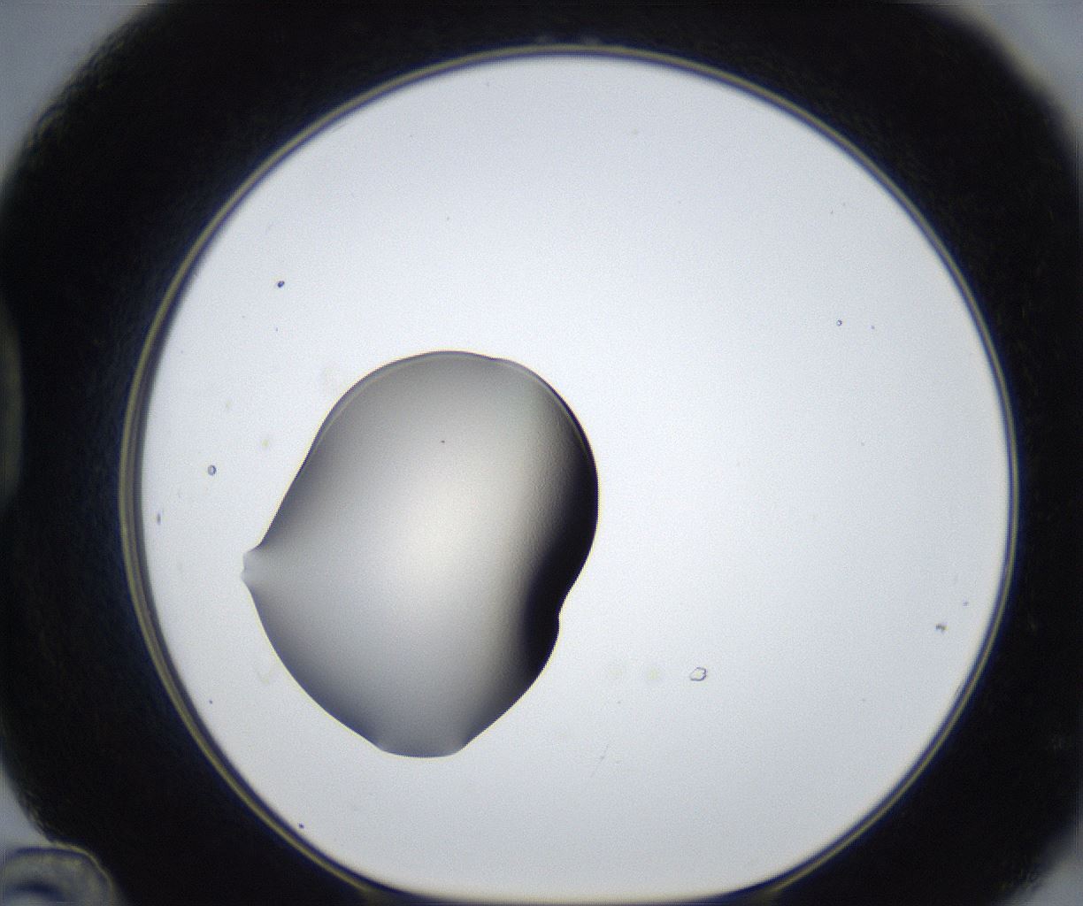 folderID317_plateID3317_batchID19013_wellNum48_profileID1_d1_r291532_ef.jpg