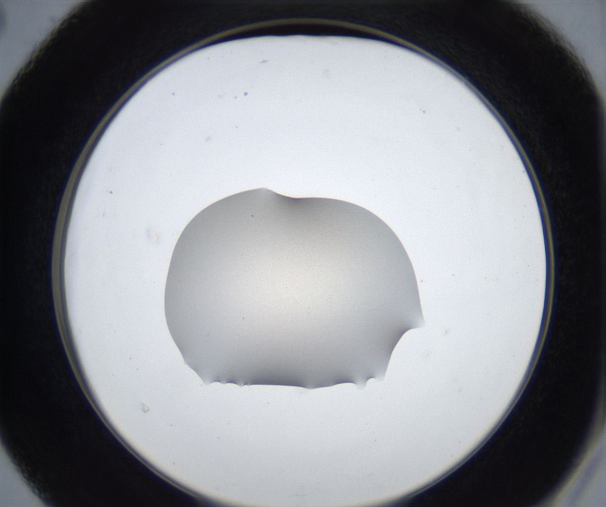 folderID317_plateID3317_batchID19089_wellNum40_profileID1_d2_r291517_ef.jpg