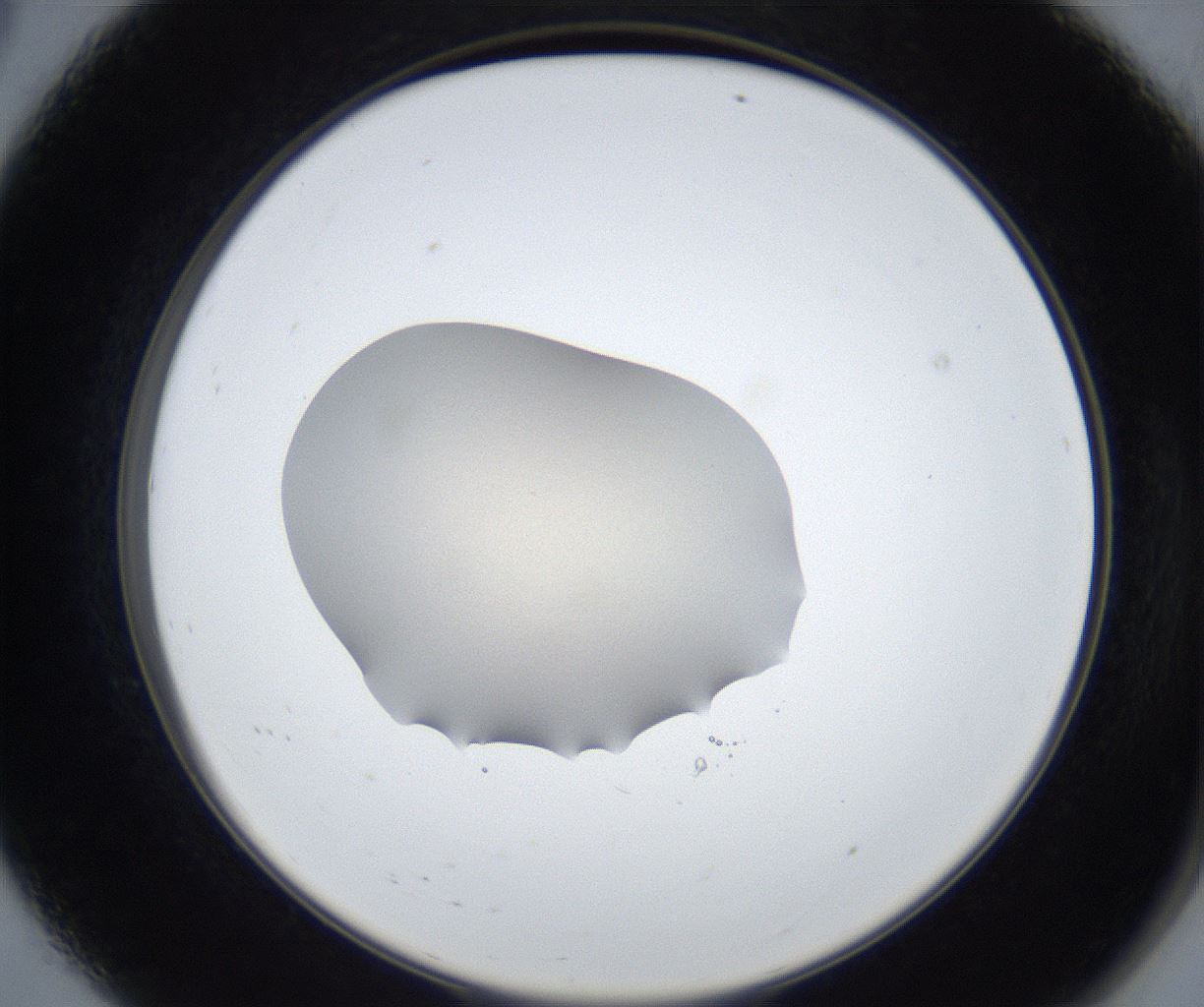 folderID317_plateID3317_batchID21397_wellNum8_profileID1_d2_r291453_ef.jpg