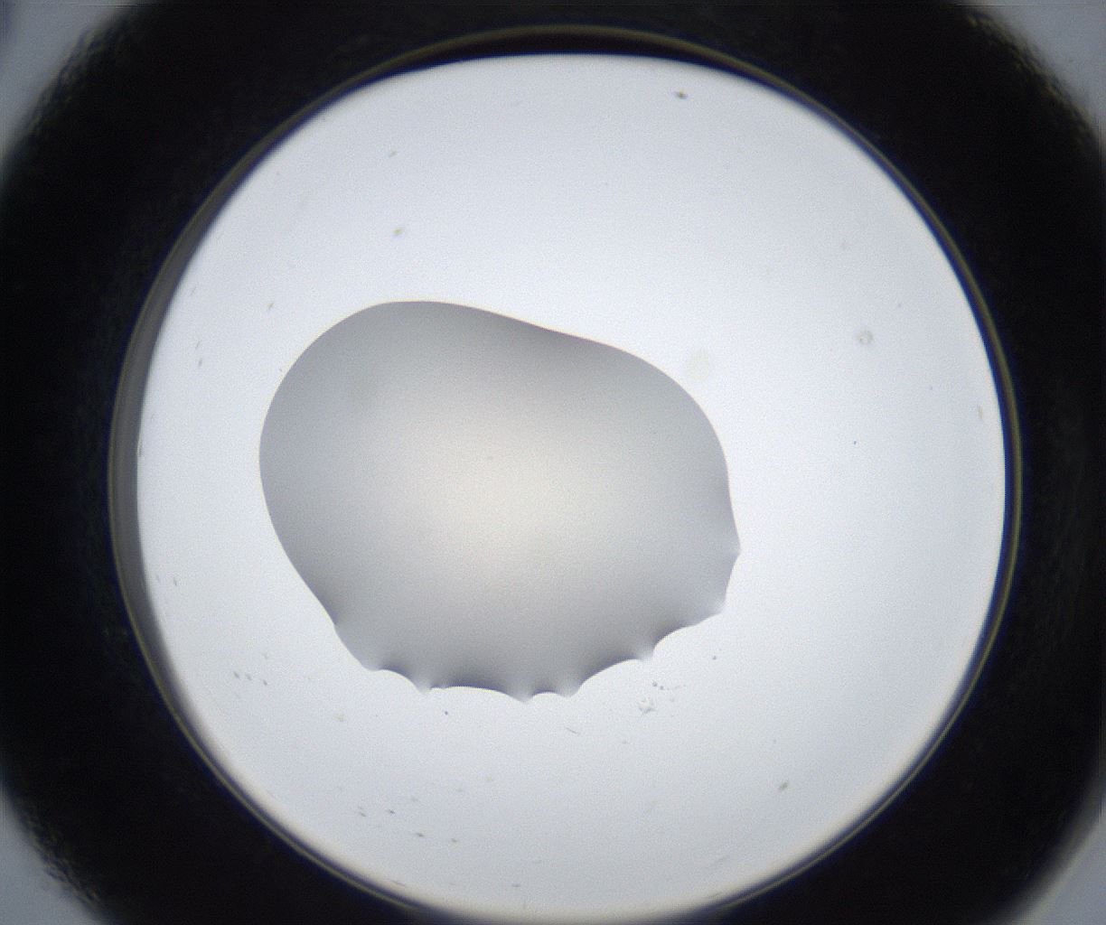 folderID317_plateID3317_batchID19329_wellNum8_profileID1_d2_r291453_ef.jpg