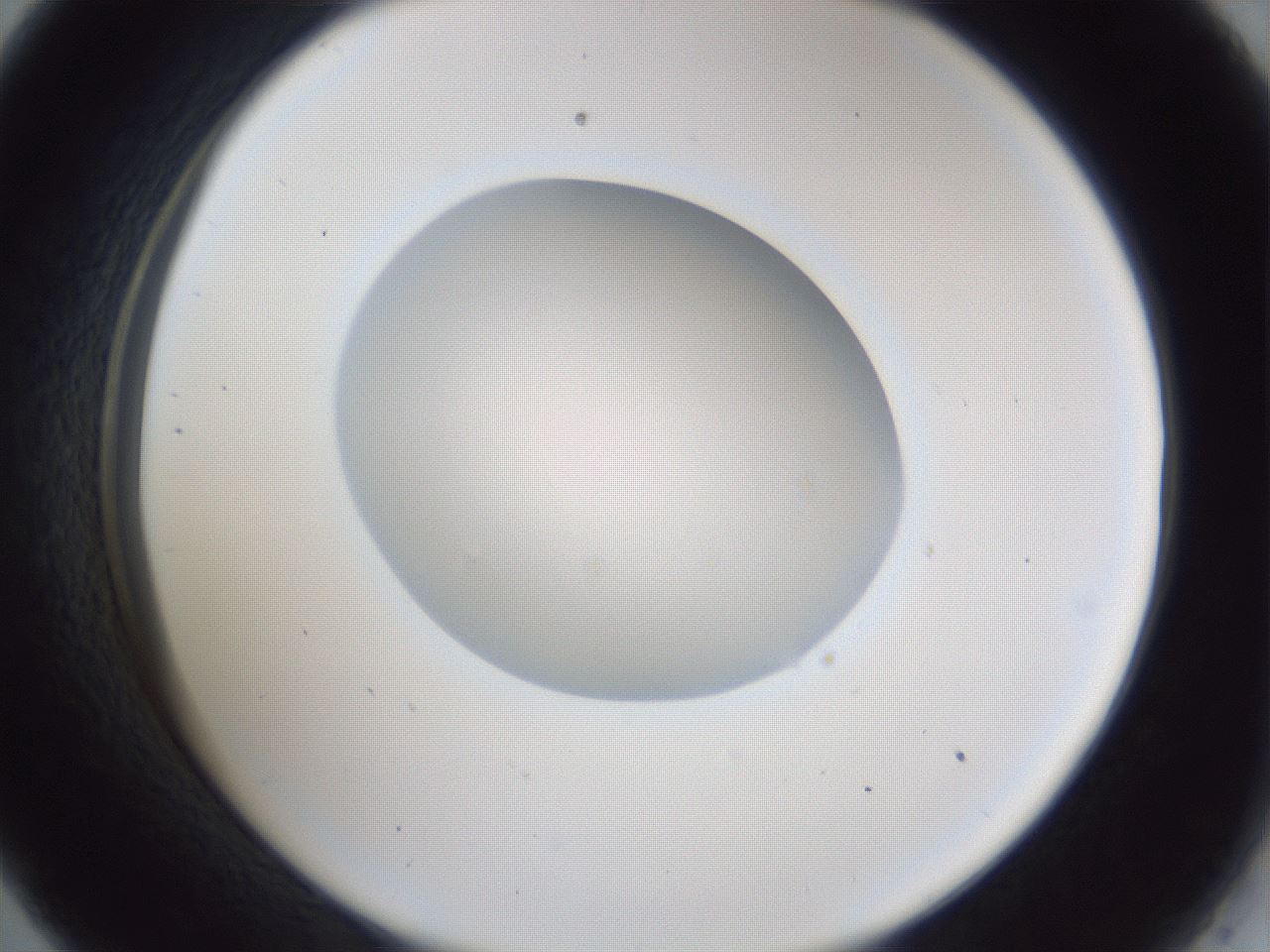 folderID31_plateID1031_batchID1862_wellNum33_profileID1_d2_r44389_ef.jpg