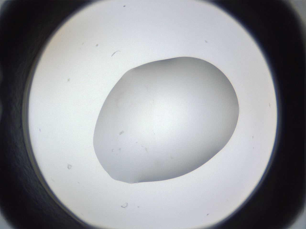folderID33_plateID1033_batchID1902_wellNum30_profileID1_d1_r44932_ef.jpg