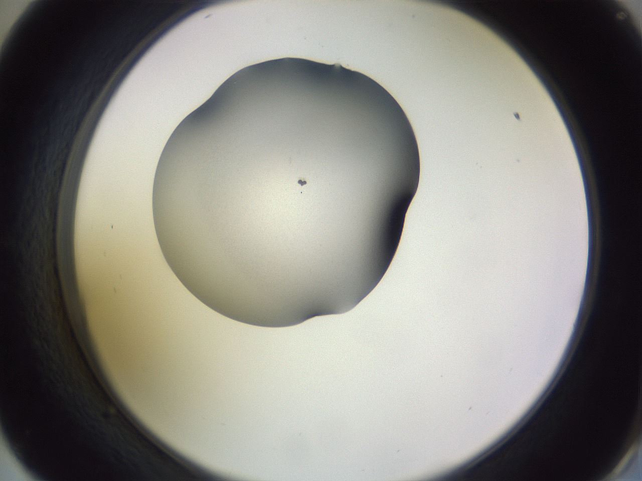 folderID341_plateID1341_batchID4713_wellNum57_profileID1_d2_r80761_ef.jpg