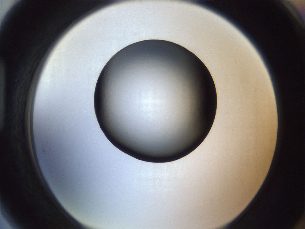 folderID345_plateID1345_batchID4507_wellNum89_profileID1_d1_r81112_ef.jpg