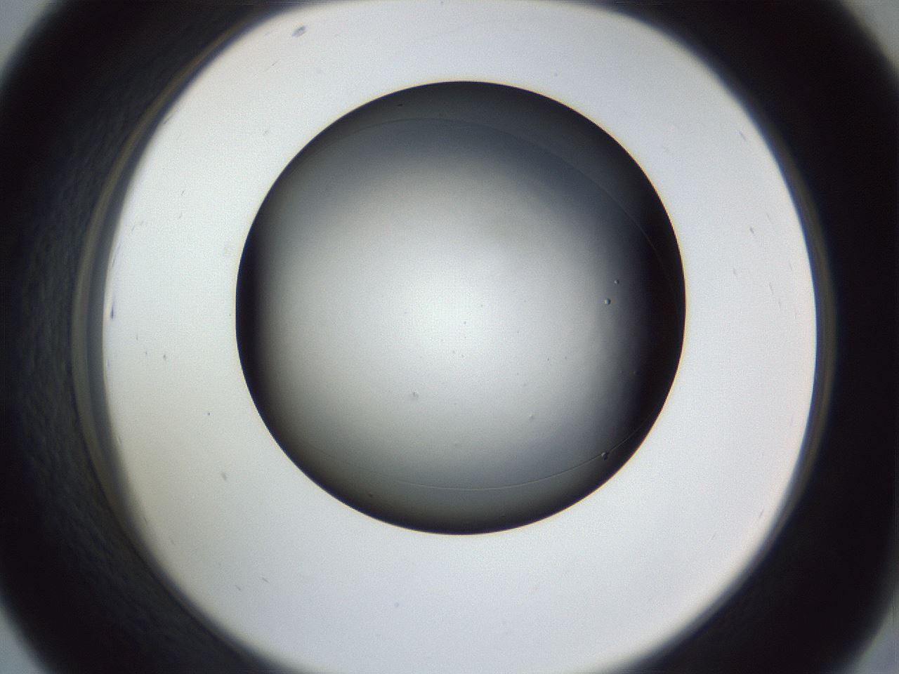 folderID345_plateID1345_batchID4902_wellNum43_profileID1_d2_r81021_ef.jpg